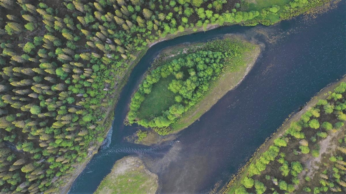 WWF представил фильм о первозданных лесах Лешуконии